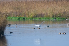19Onlanden041121