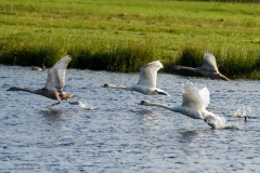 familie knobbelzwaan