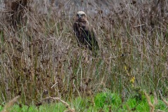 Bruine Kiekedief