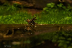 roodborst