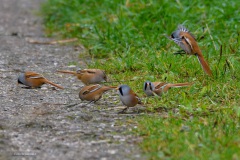 baardmannetjes