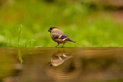 Vink