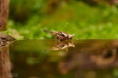 Vink