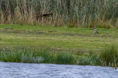 Buizerd