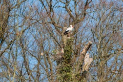 Ooievaars op nest Nienoord