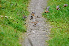 Baardmannetjes in vlucht