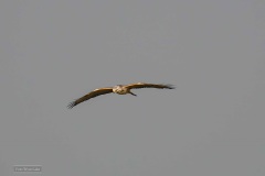 Buizerd