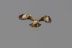 Biddende buizerd