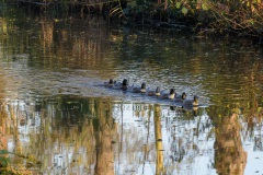 Familie eend