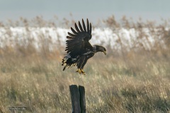 61-Lettelberterpetten-080122