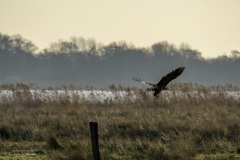 65-Lettelberterpetten-080122