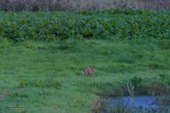 01-Leekstermeer-