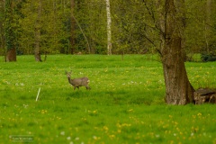 02-Coendersbos-04-05-21
