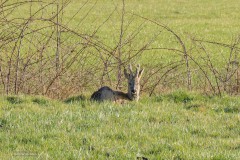 02-Leekstermeer-14-03-21