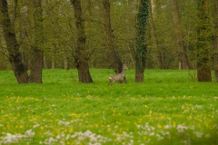 04-Coendersbos-04-05-21