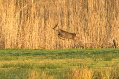 18-Lettelberterpetten-080122