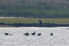 Lauwersoog zeearend