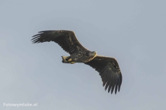 Zeearend