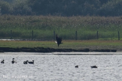Lauwersoog zeearend