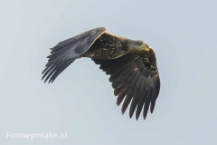 Zeearend