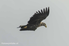 Zeearend
