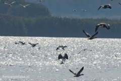 Lauwersoog zeearend