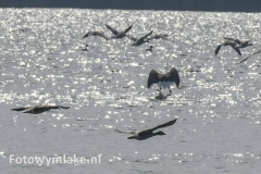 Lauwersoog zeearend