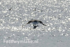 Lauwersoog zeearend