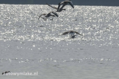 Lauwersoog zeearend