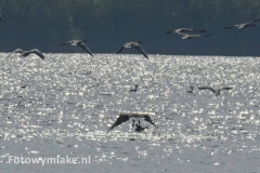 Lauwersoog zeearend