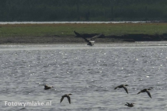 Lauwersoog zeearend