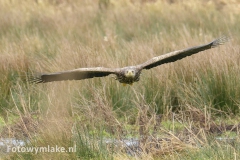 Zeearend
