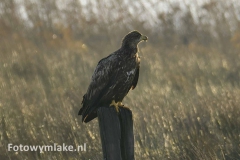 Zeearend