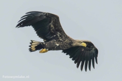 Zeearend